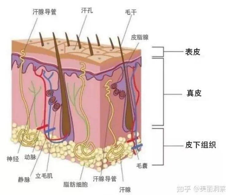 美妆老炮们大竞技，从脸皮到头皮